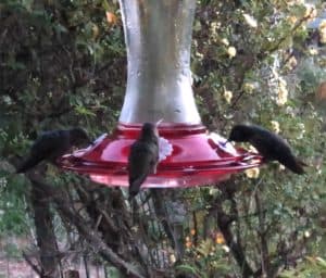 3 hummingbirds feeding